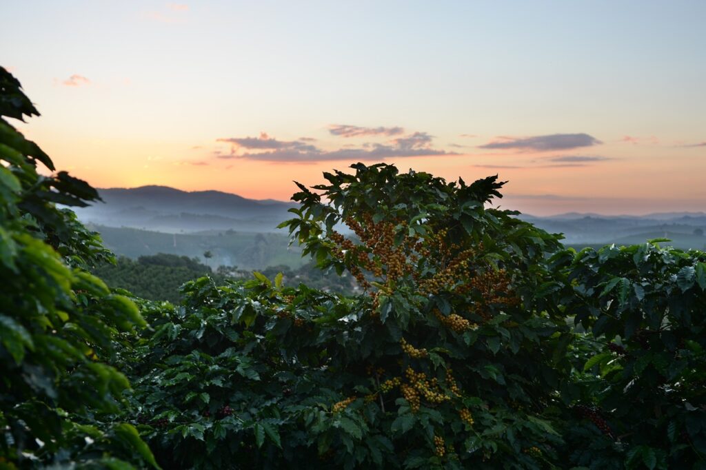 Arabica Coffee Prices Jump as Colombian Earthquake May Disrupt Supplies