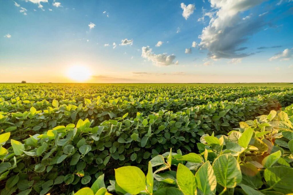 Soybeans Slip into Thursday’s Final Bell